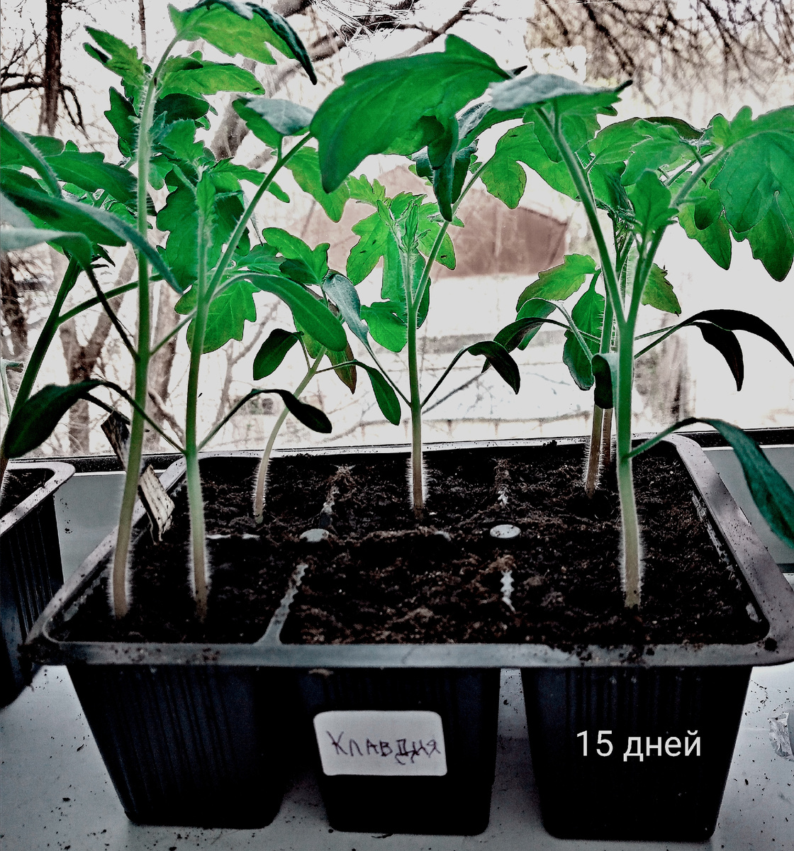 Фото автора. Рассада сорта Клавдия в двухнедельном возрасте.