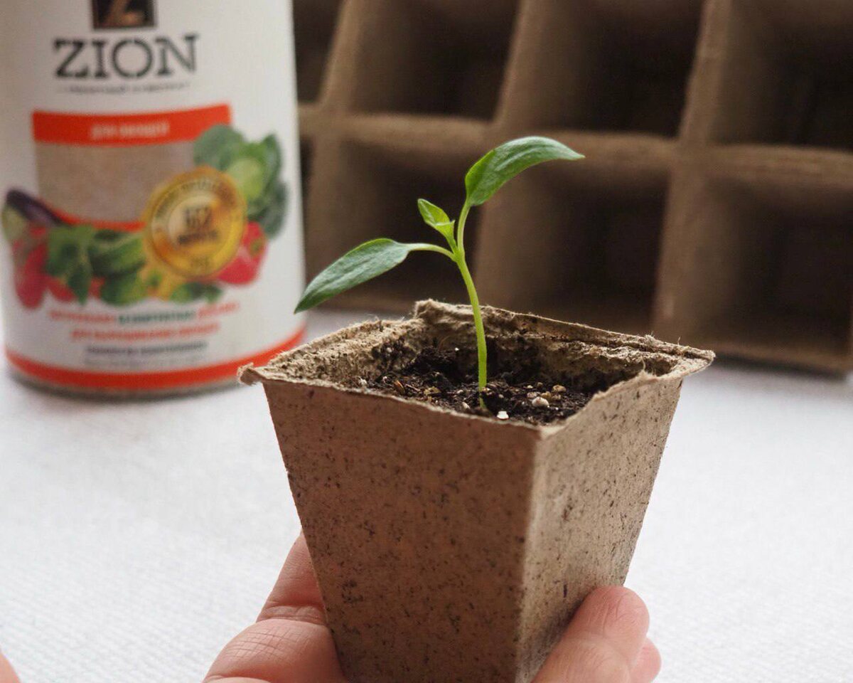 как вырастить крепкую рассаду 