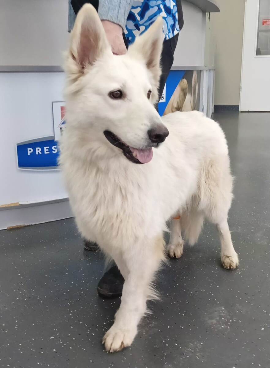 Вот такая красавица Айза обратилась к нам за помощью в лечении.