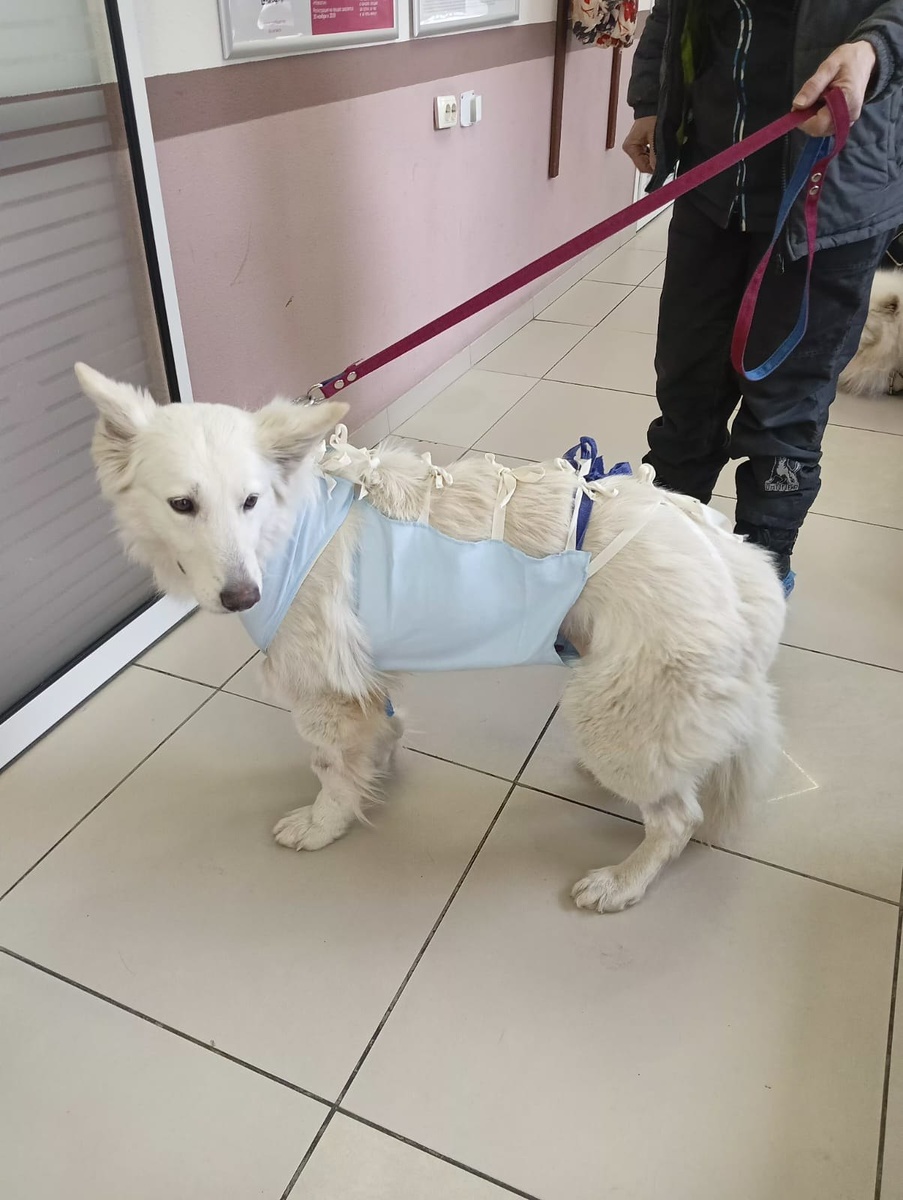 Айза после операции – несмотря на все сложности держится молодцом!