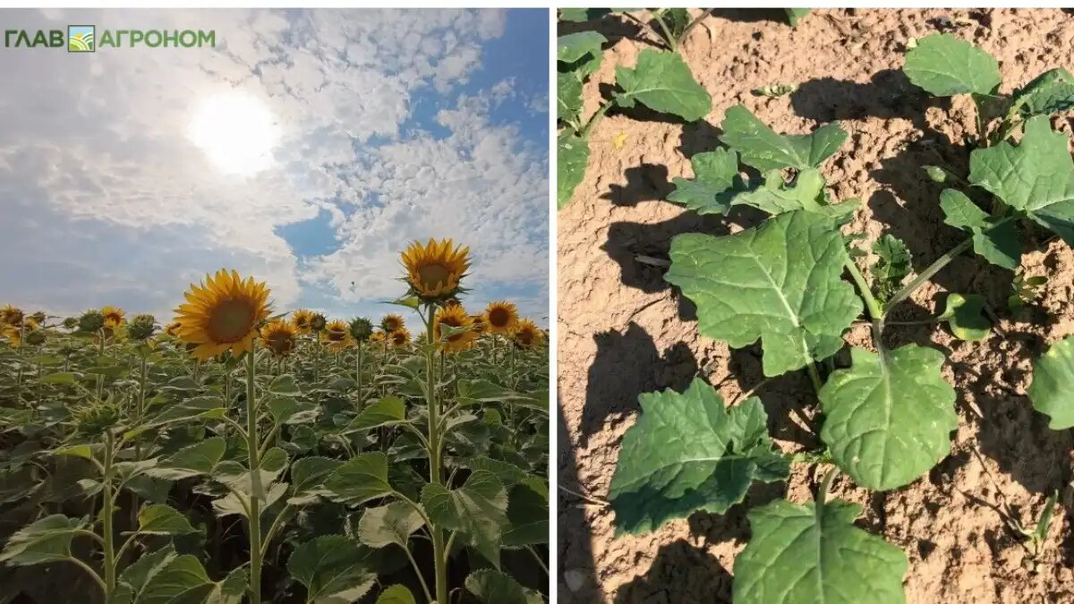 Фото:© Владимир Исаенко / Glavagronom.ru
В России рекордно выросли цены на семена подсолнечника. Цены на рапс также продолжают повышаться.