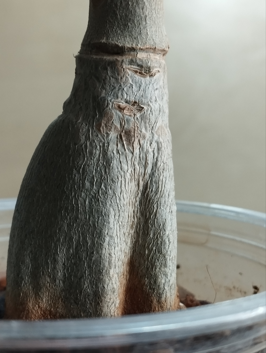 Вот так выглядит каудекс моего пропавшего   около полугода адениума.