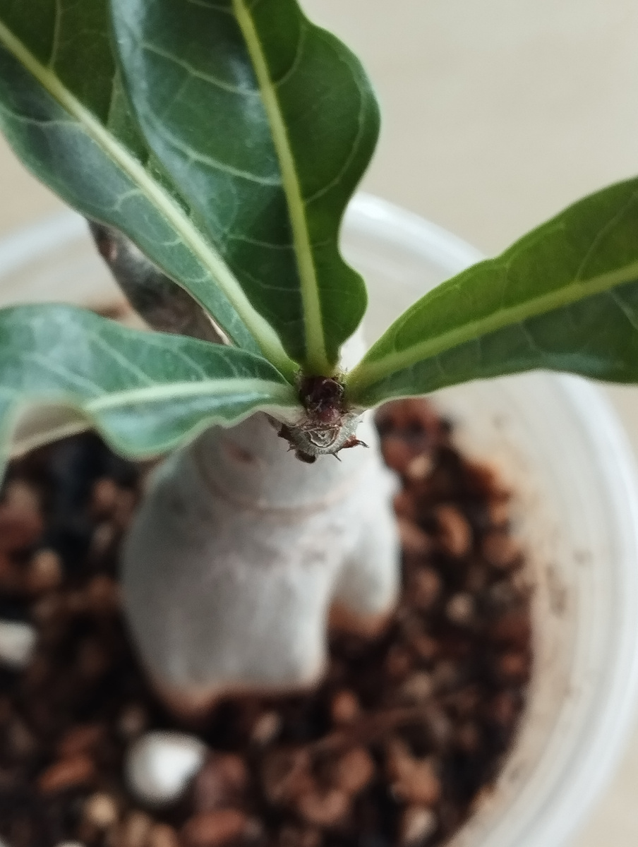 Запечатанная точка роста