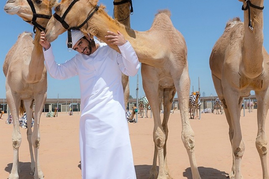 Марван шейх с верблюдами в Дубаи