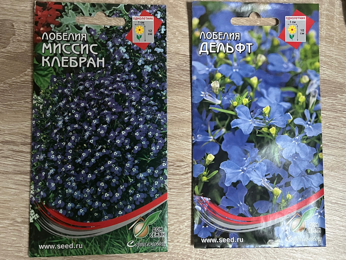 Фиолетовые красотки