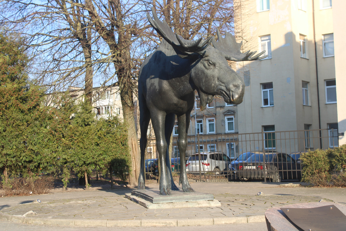 А Лось Густав напротив