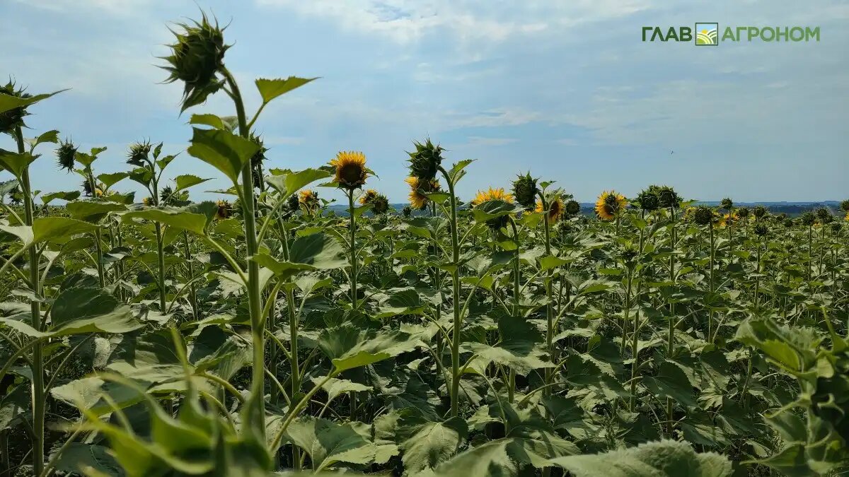Фото:© Артем Борисов / Glavagronom.ru
Как выбрать поле под подсолнечник в зависимости от предшественника