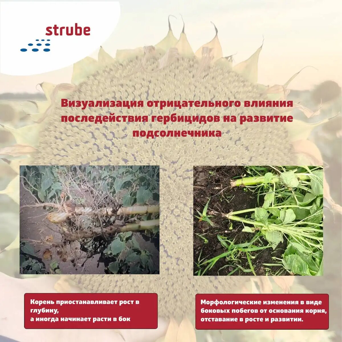 Отрицательное влияние последействия гербицидов на развитие подсолнечника (источник: Штрубе Рус)