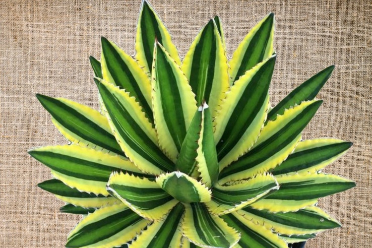 Коллаж Зеленого Эдема