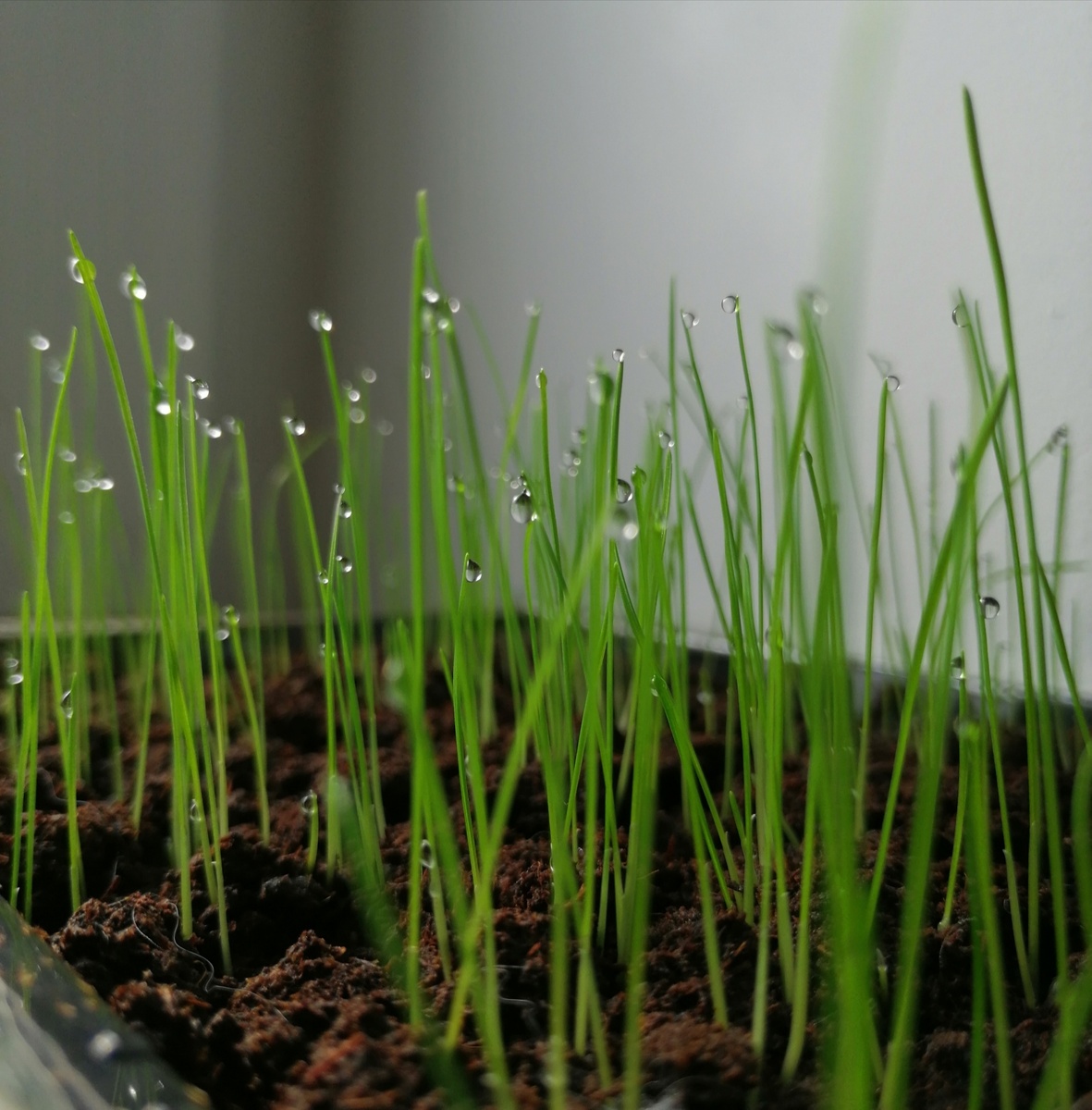 Овсяница сизая из своих семян. 