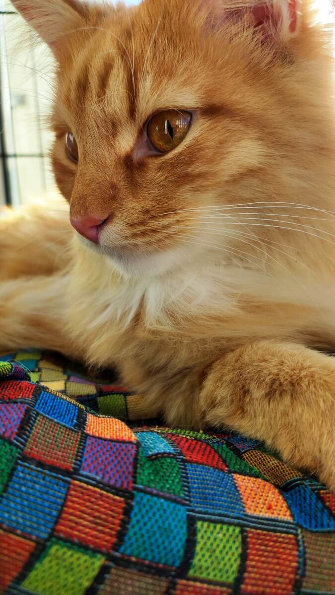 Пройдя немалые испытания, Август наконец поправился и стал не просто котом, а котом с паспортом!