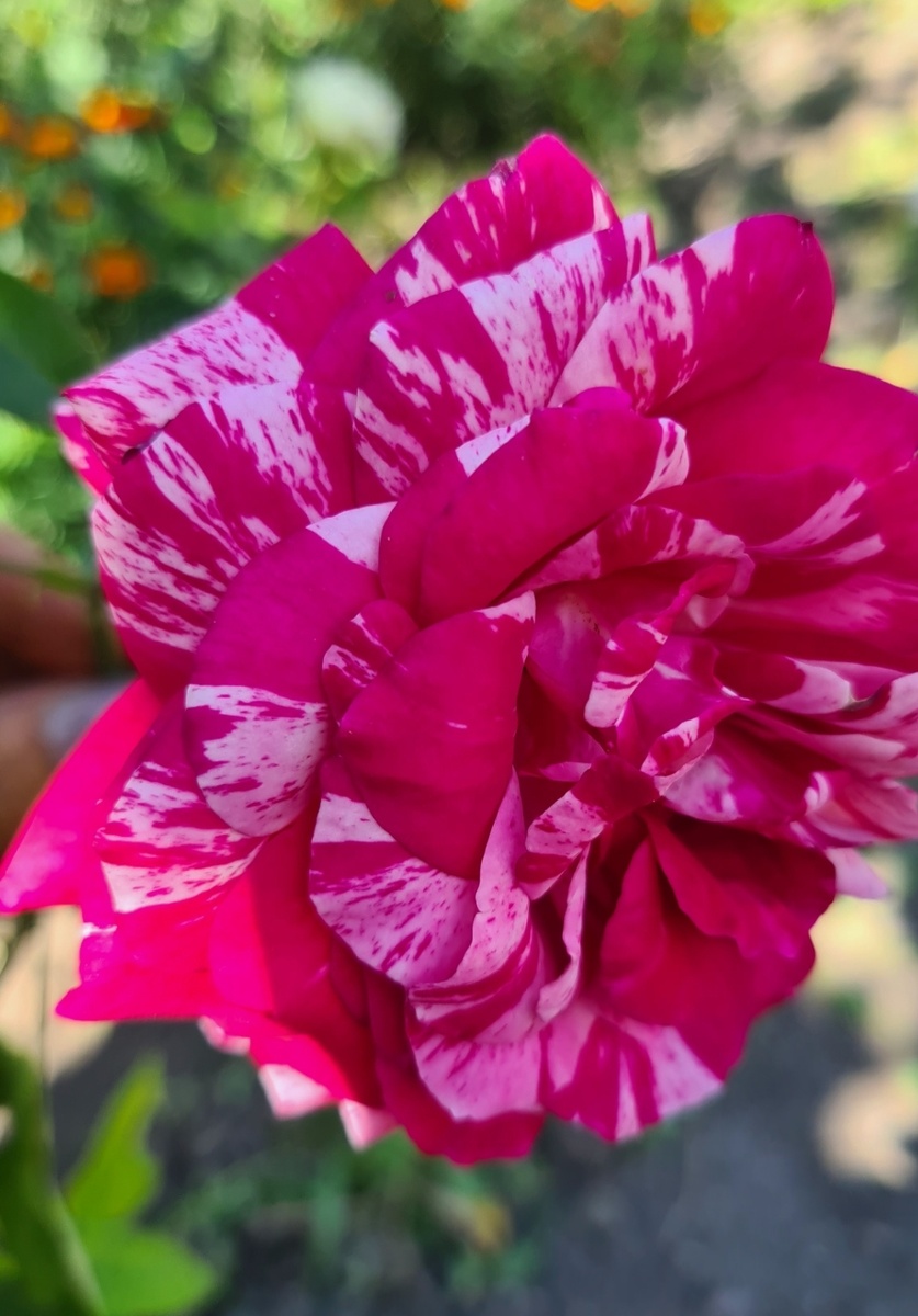 Пират плетистая 