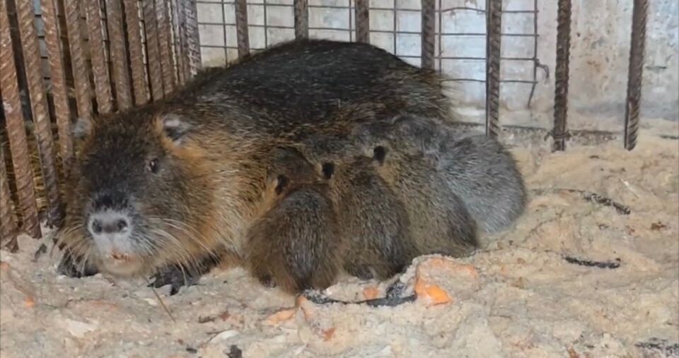    Пополнение в барнаульском зоопарке. Источник: "Лесная сказка"