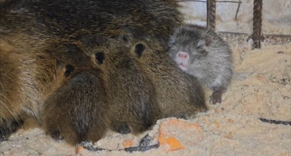    Пополнение в барнаульском зоопарке. Источник: "Лесная сказка"