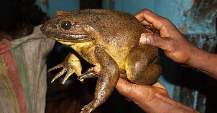 яндекс картинки 