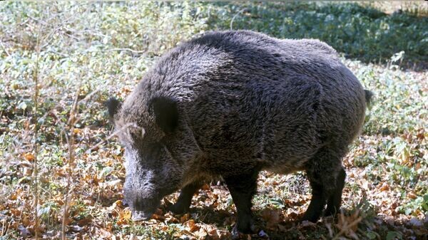    © РИА Новости . Дмитрий Дебабов
