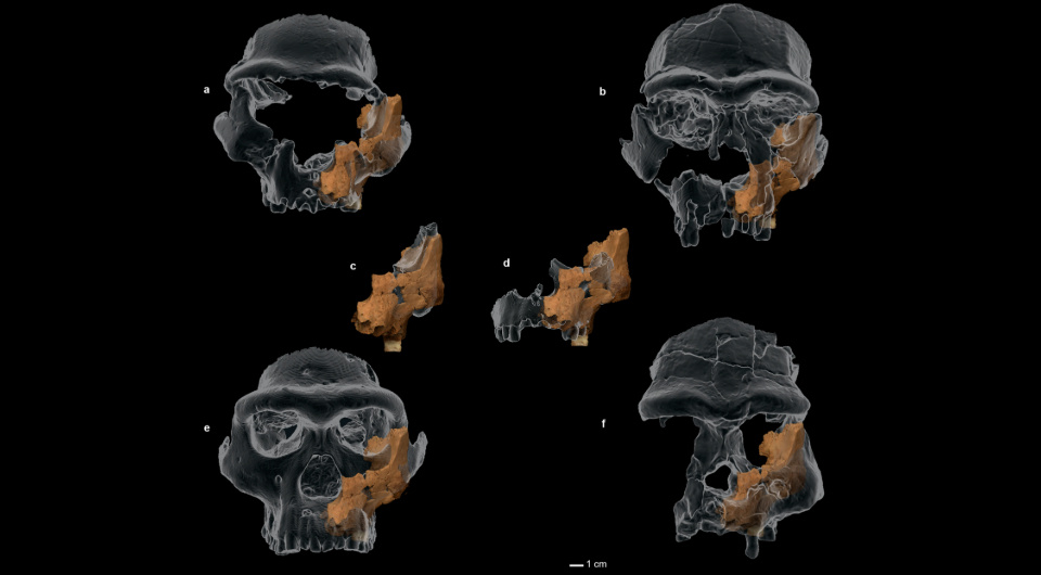   Rosa Huguet et al. / Nature, 2025