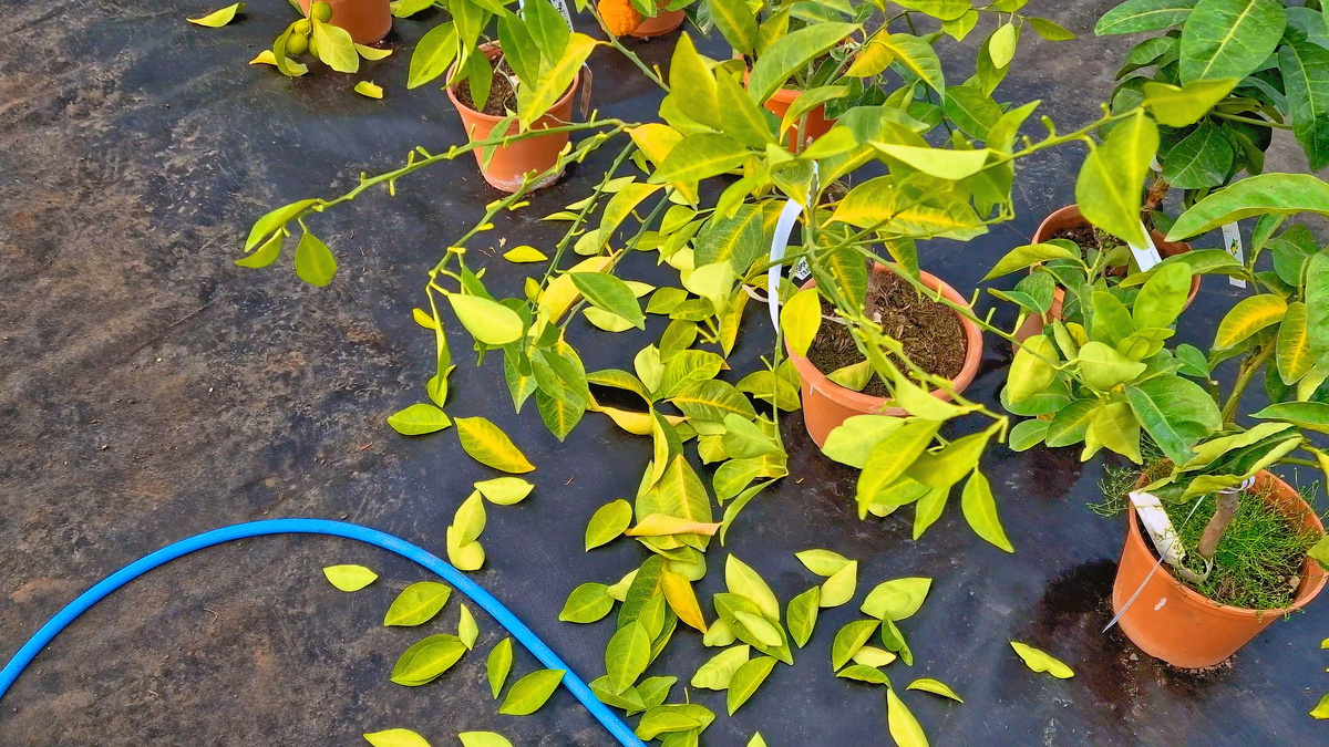 Опавшие листья лимона