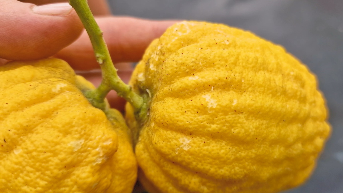 Паутинный клещ