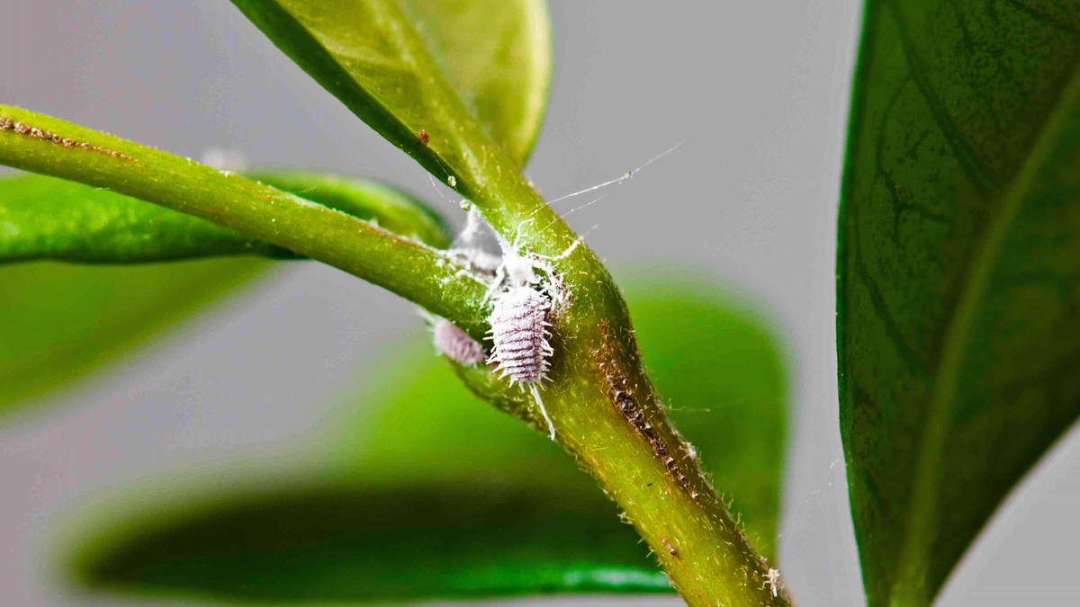 Мучнистый червец