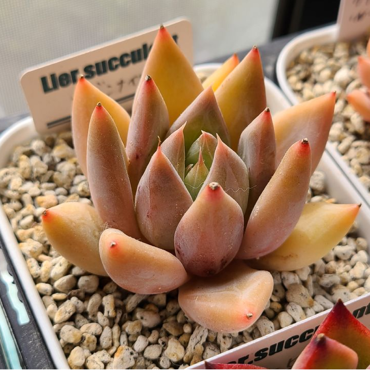 Echeveria «Frank Reinelt»