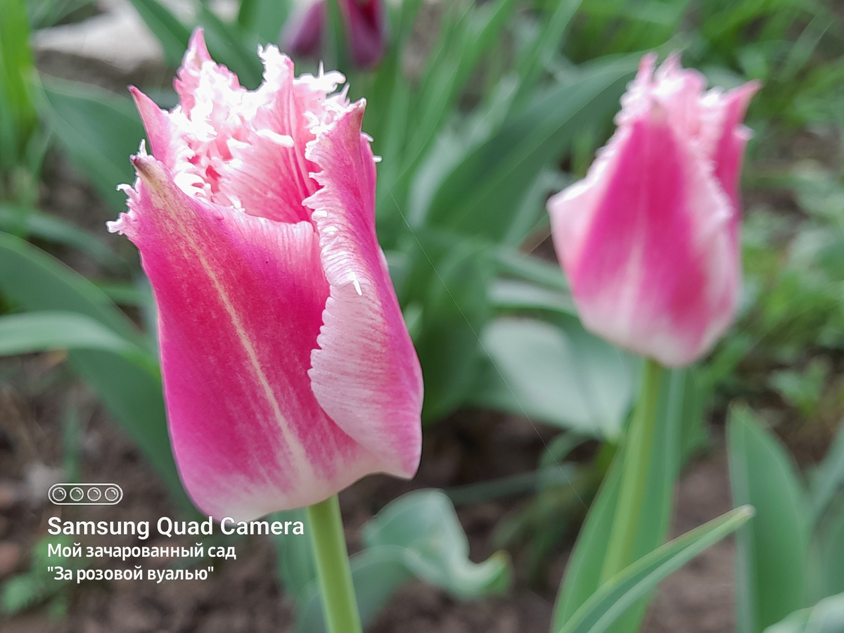 Тюльпан бахромчатый Dallas - май 2024г.