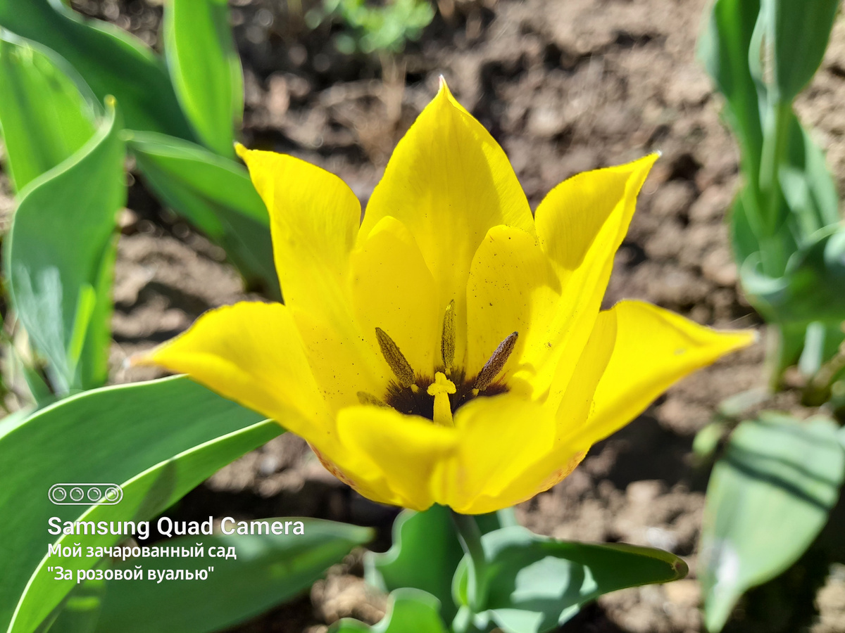 Тюльпан из класса лилиецветный - май 2024г.