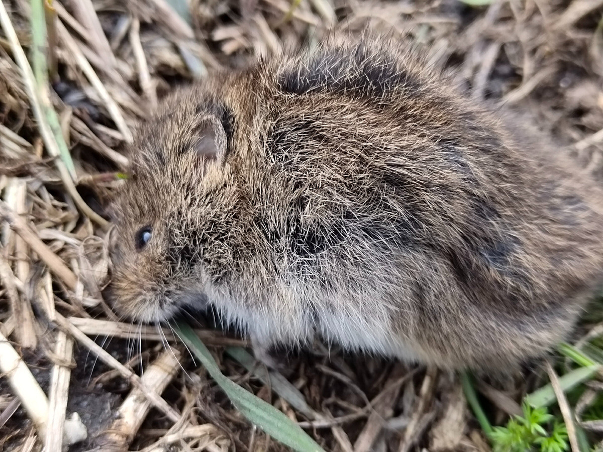 Мышка попалась 