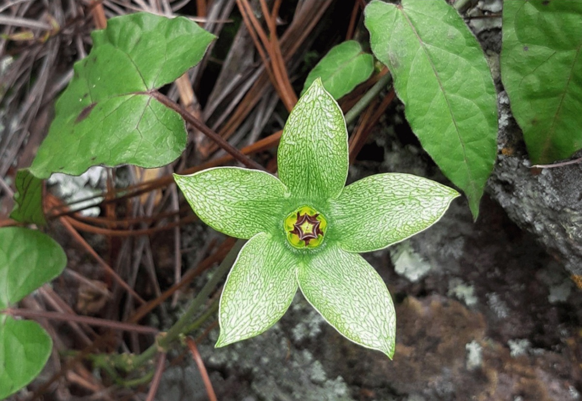 Gonolobus villasenorii (семейство Кутровые, Apocynaceae)