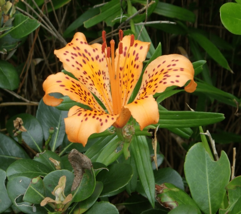 Lilium pacificum (семейство Лилейные, Liliaceae)