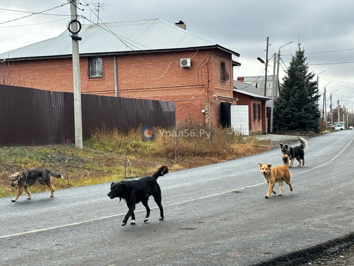    В Оренбурге собака покусала женщину за голову и руки. С владельца животного взыскали 100 тысяч рублей