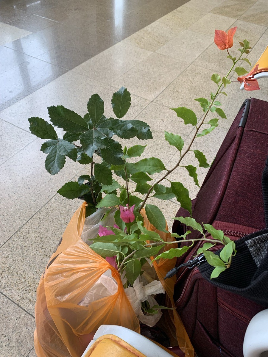 Везу бугенвиллию домой с черноморского побережья