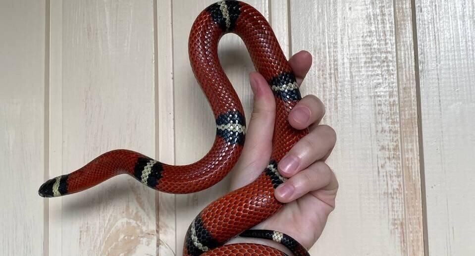    Личный архив Кристины Деминой