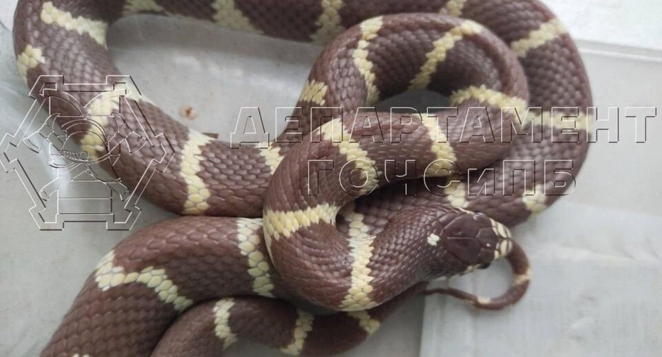    Департамент по делам гражданской обороны, чрезвычайным ситуациям и пожарной безопасности Москвы / Telegram