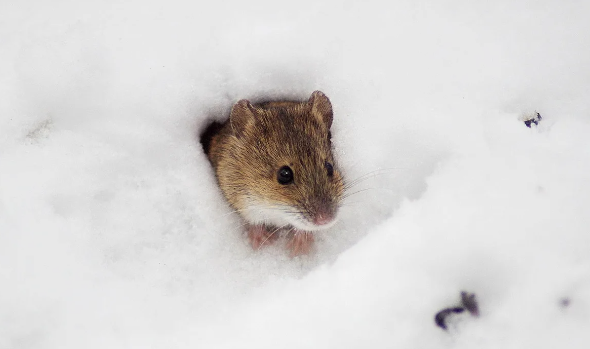 Фотография с сайта rasfokus.ru