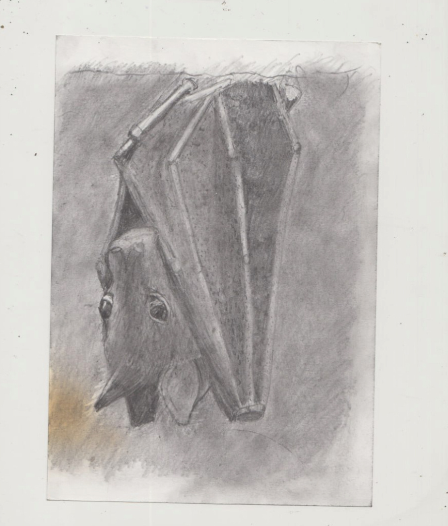 Рисунок автора