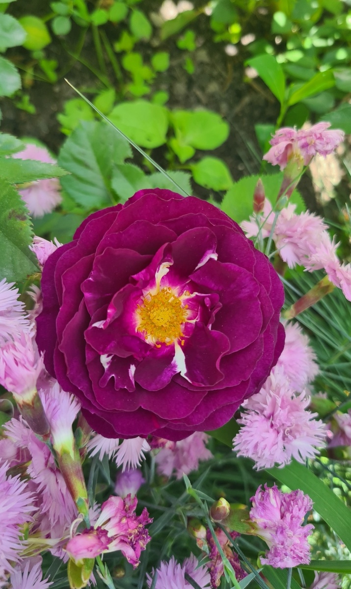 Рапсодия ин Блю с Гвоздикой 