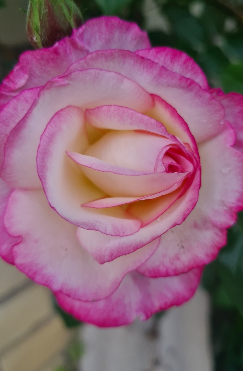 Хендель плетистая 