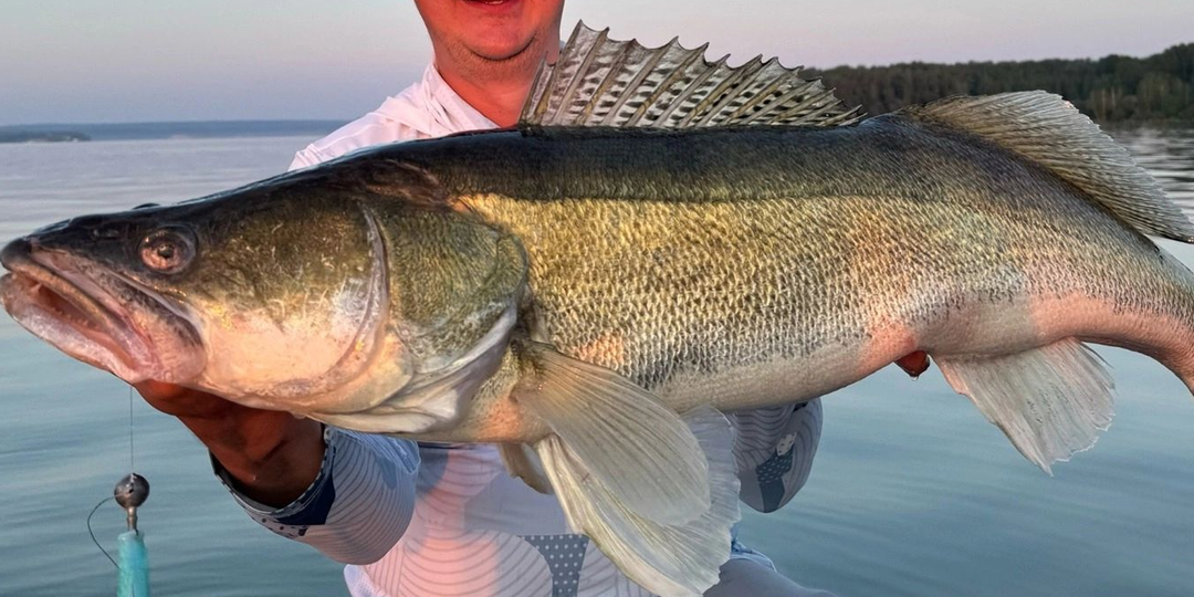 Секретный прием от чемпиона мира. Как поймать судака размером с вашу собаку