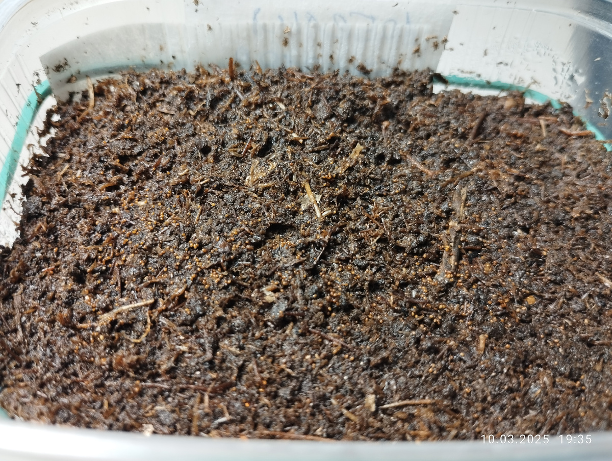 Семена лобелии, поверхностный посев. 