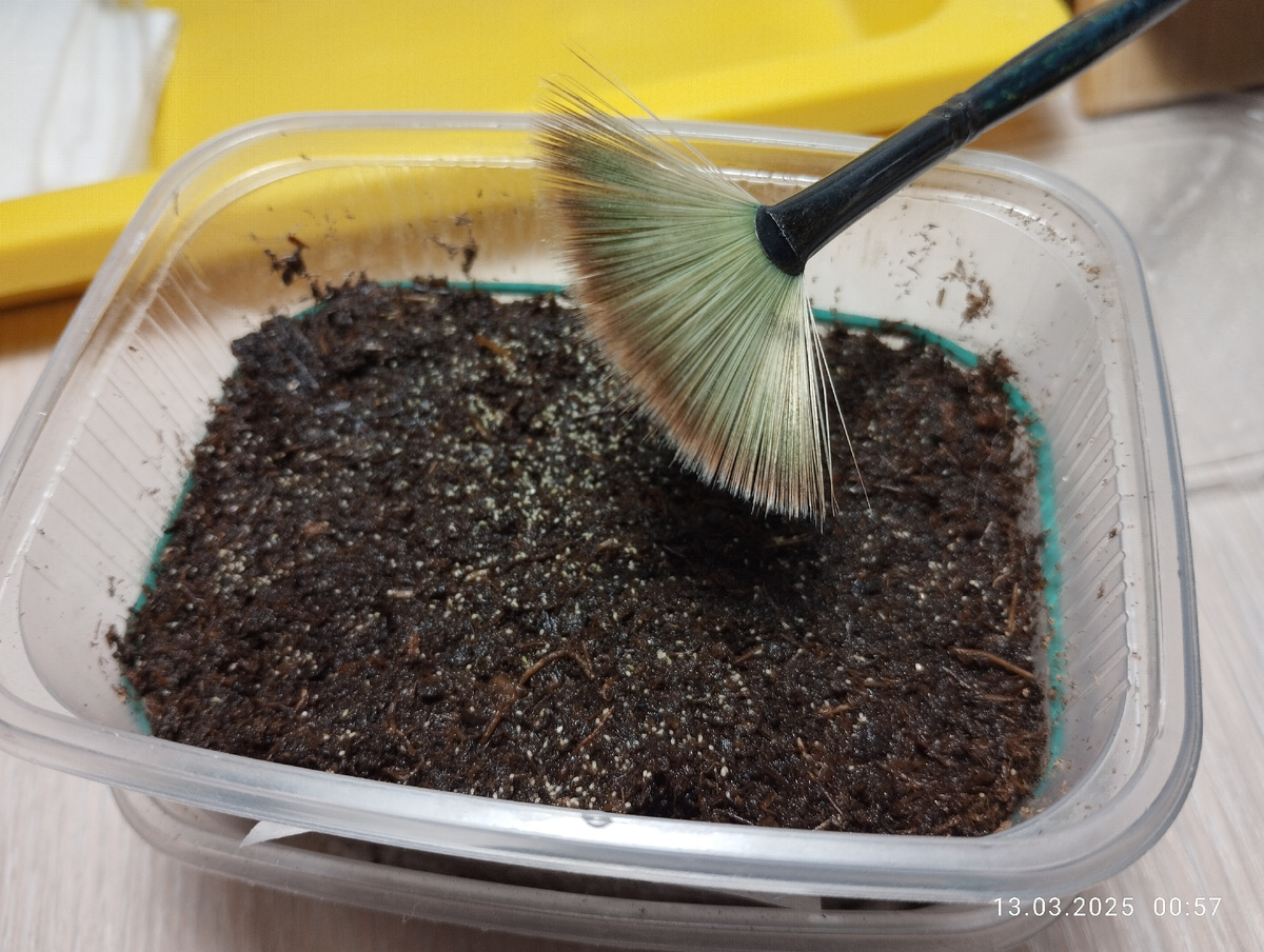 Поверхностный посев лобелии Белой