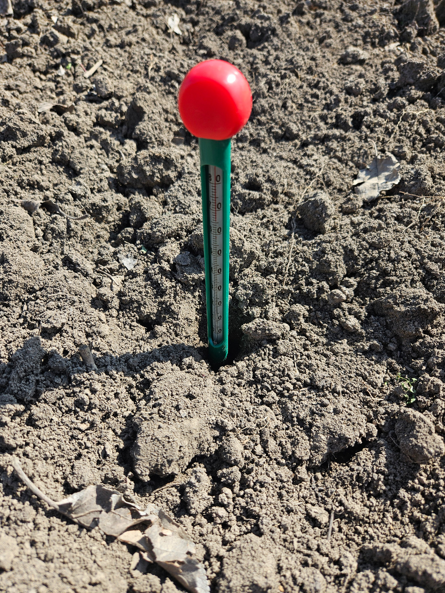 Почвенный термометр в грядке для картофеля