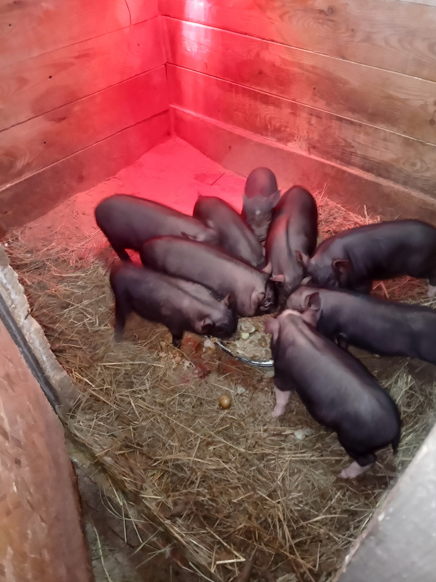 Последняя фото все поросята вместе.