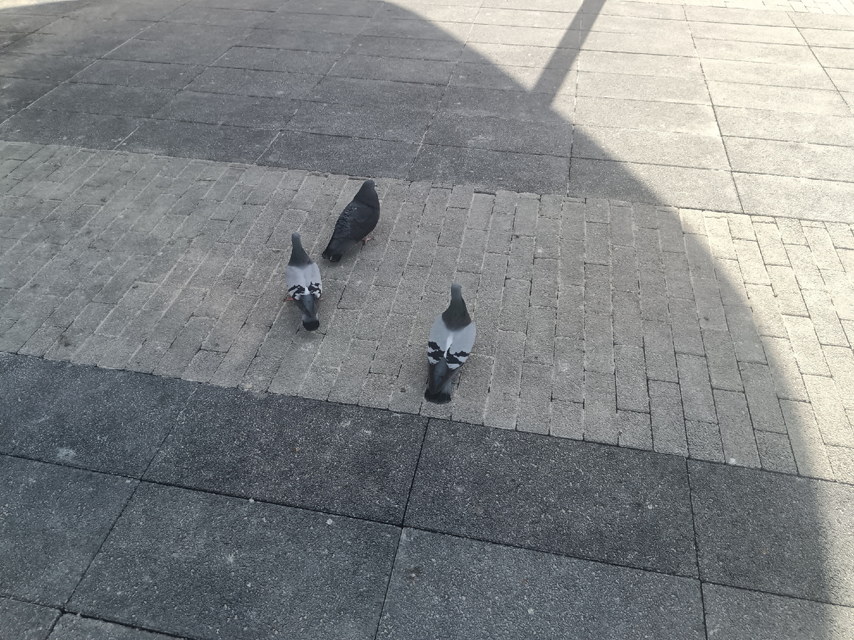 Голуби остались, но их в разы меньше