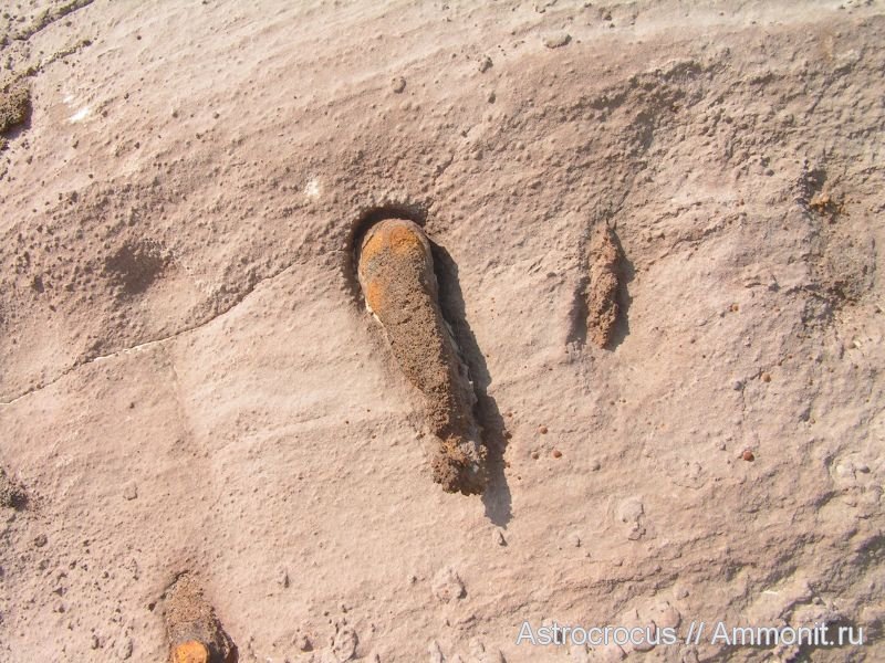 Фото с сайта Аммонит.ру Ризоконкреция луковицевидной формы крупным планом.Состоит из песчанистого, сильно ожелезнёного, пористого, хрупкого вещества.