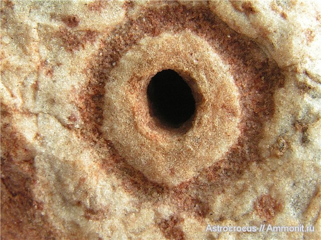 Фото с сайта Аммонит.ру Трубчатая сердцевинка состоит из более плотного и мелкозернистого песчаника. Ризоконкреции имеют причудливые формы порой совершенно фантастические.