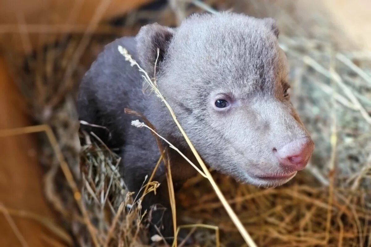    Медвежонка, которого привезли в Тверскую область, назвали Диной