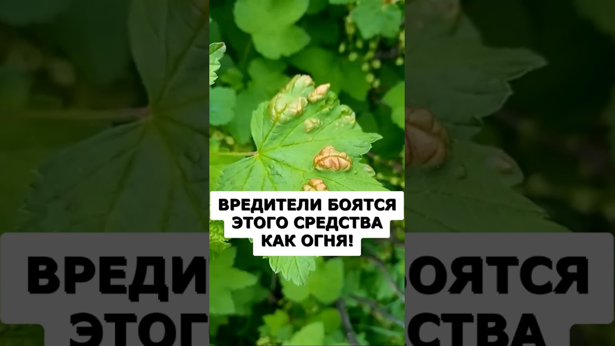 Дача. Сад. Цветы