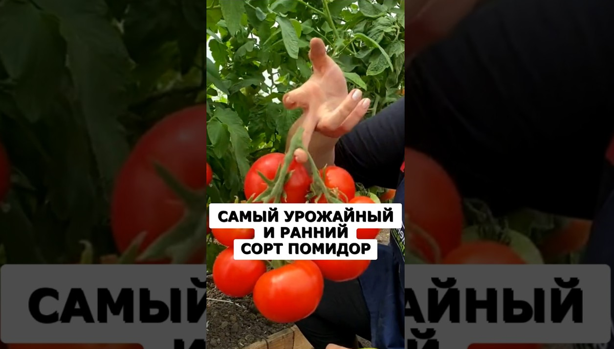 Дача. Сад. Цветы