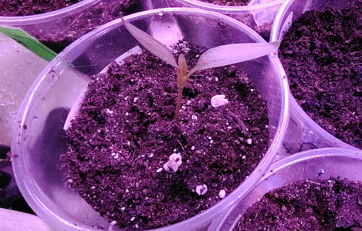 Грунт с добавлением перлита и вермикулита